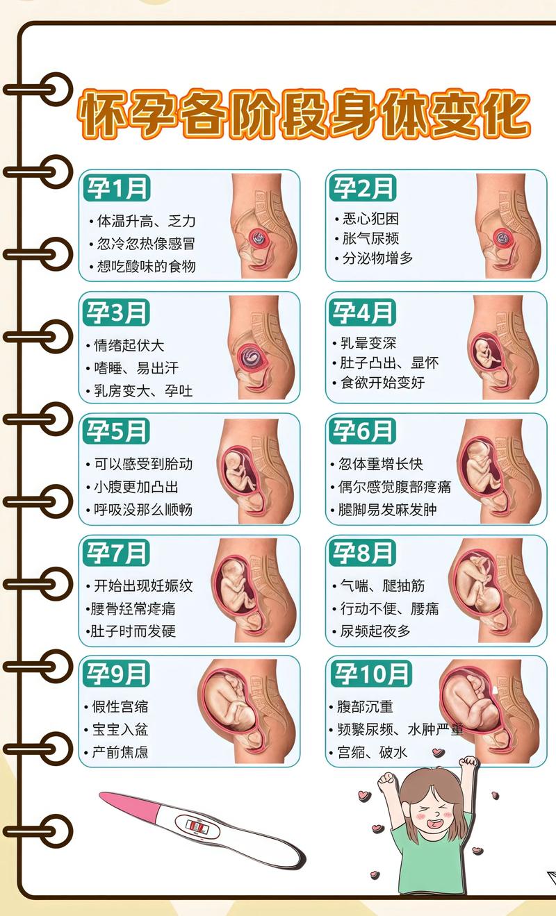 揭秘供卵代孕妈妈怀孕小腹分两节，孕期变化的奥秘昌平代生机构: